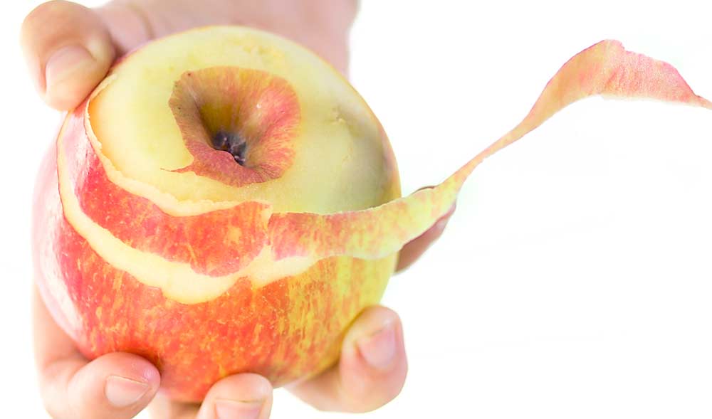 Medir la relación entre nitrógeno y calcio en la piel de manzana Honeycrisp representa un paso clave en la predicción de bitter pit durante el almacenamiento. <b> (TJ Mullinax/Good Fruit Grower)</b>