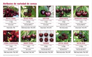 Algunas Selecciones De Variedades De Cereza Prometedoras - Good Fruit ...