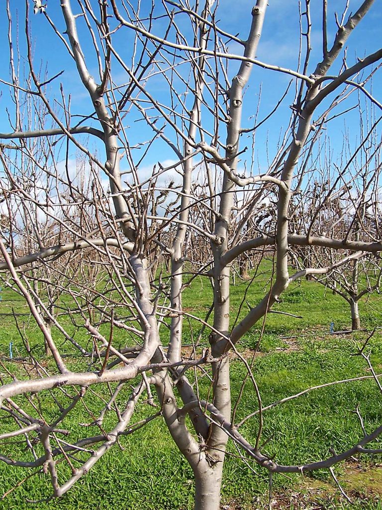 plataforma mil millones Formación Qué problemas entrañan las ramas? - Good Fruit Grower en Español