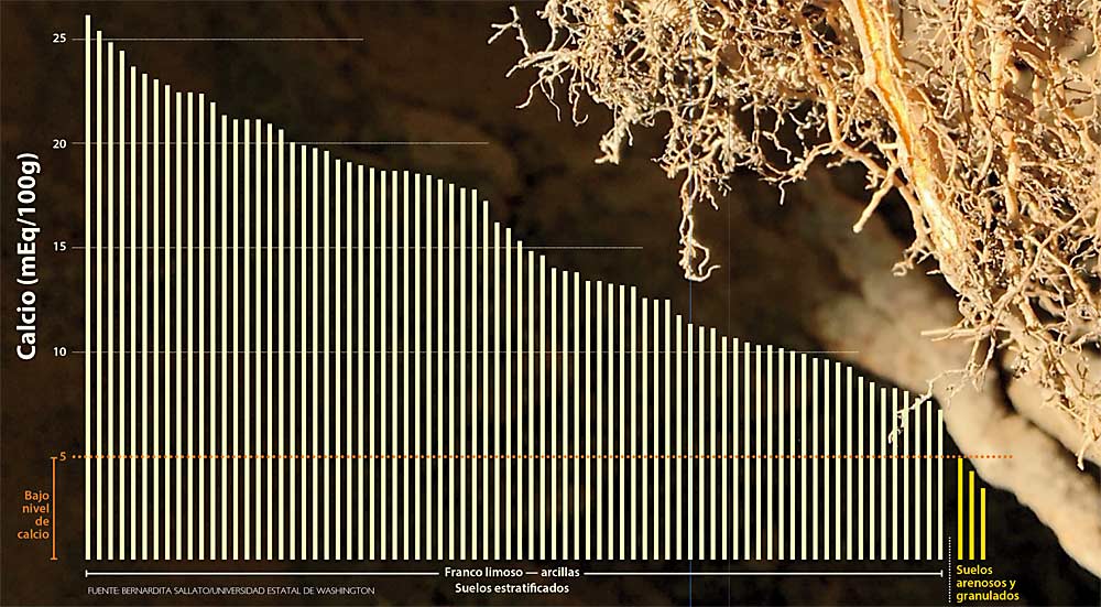 Un estudio de tres años sobre los huertos de Washington reveló que los suelos de las zonas frutícolas del estado, en general, contienen mucho calcio, un nutriente fundamental para prevenir la mancha amarga y otras enfermedades de las frutas. Este gráfico muestra que solo tres de los lugares muestreados estaban por debajo de los niveles recomendados. (Foto y fuente: Bernardita Sallato/Universidad Estatal de Washington; Gráfico: Jared Johnson/Good Fruit Grower)