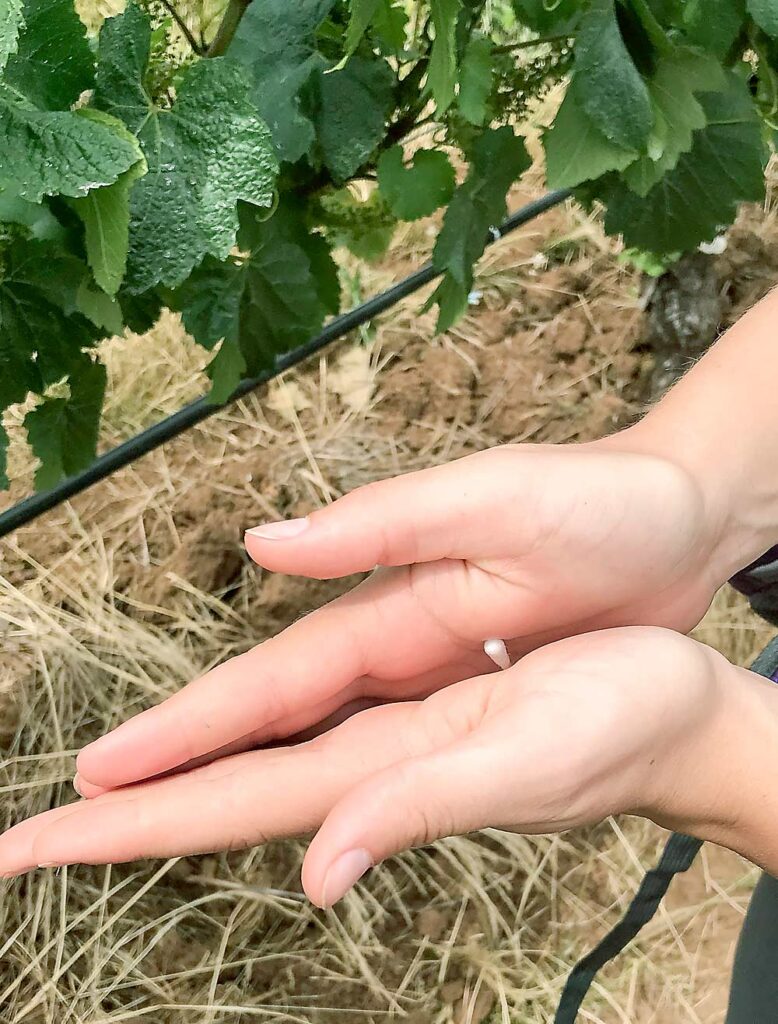 Tras deslizar las manos por las ramitas y hojas, al pasarles un hisopo se captura una muestra suficiente de patógenos presentes en el viñedo. Luego los hisopos se envían a un laboratorio equipado con pruebas rápidas de ADN. (Cortesía de Sarah Lowder/Universidad de Georgia)