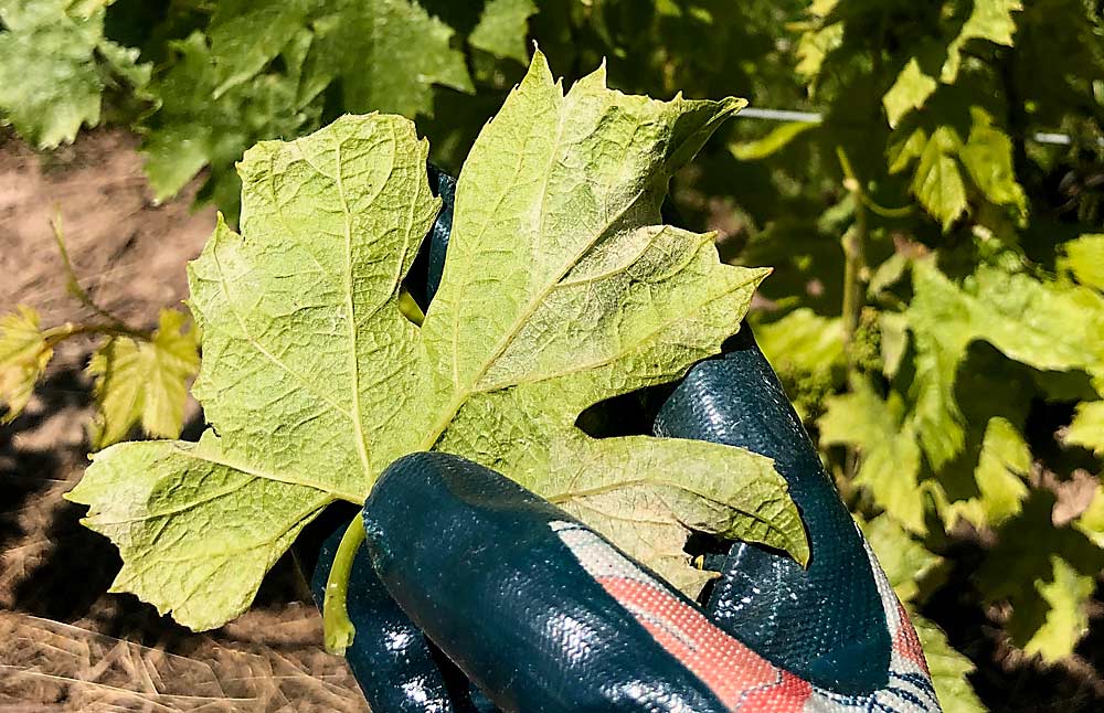 El oídio (la cenicilla) en una hoja de un viñedo de Oregón. Más sencillo que los métodos tradicionales de recolección, al pasar la mano con guante o la mano descubierta por la hoja se obtiene una muestra del patógeno, que luego puede analizarse para determinar su resistencia a los fungicidas. (Cortesía de Sarah Lowder/Universidad de Georgia)