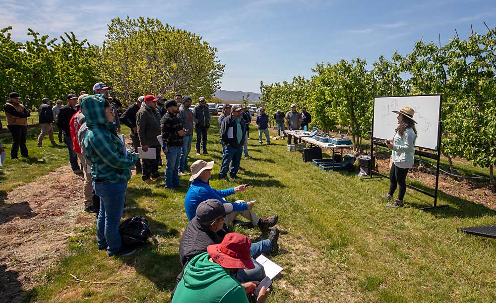 María Zamora Re de la Universidad Estatal de Oregon, a la derecha, habla sobre las técnicas, la importancia y el manejo del riego de frutales en la huerta experimental La Roza en Prosser, Washington, durante el día de campo que la Extensión de Árboles Frutales de la Universidad Estatal de Washington (Washington State Tree Fruit Extension) programó el día 8 de mayo. La jornada de campo en español trató sobre "los fundamentos y el manejo del riego en frutales" donde se hablaron de temas como la relación entre el suelo, el agua y los nutrientes. Zamora Re habló de dos tipos de sensores de agua, la planificación y la automatización del riego. (TJ Mullinax/Good Fruit Grower)