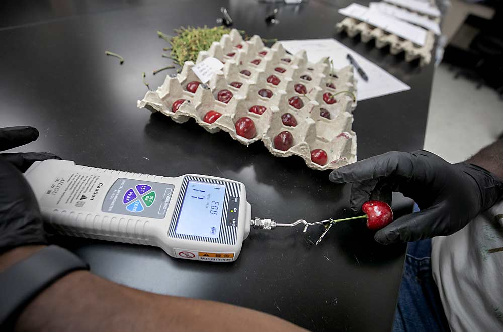 Sadat Amankona evalúa la fuerza de cada cereza de mantener el tallo en su lugar. La calidad del tallo es un factor que complica el almacenamiento de las cerezas dulces. (TJ Mullinax/Good Fruit Grower)