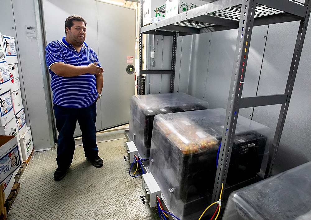 Muestras de cada lote de cerezas del estudio se sometieron a diferentes condiciones de almacenamiento, incluido el almacenamiento en atmósfera controlada, a la derecha, y el almacenamiento refrigerado, con y sin bolsas de atmósfera modificada, a la izquierda. (TJ Mullinax/Good Fruit Grower)