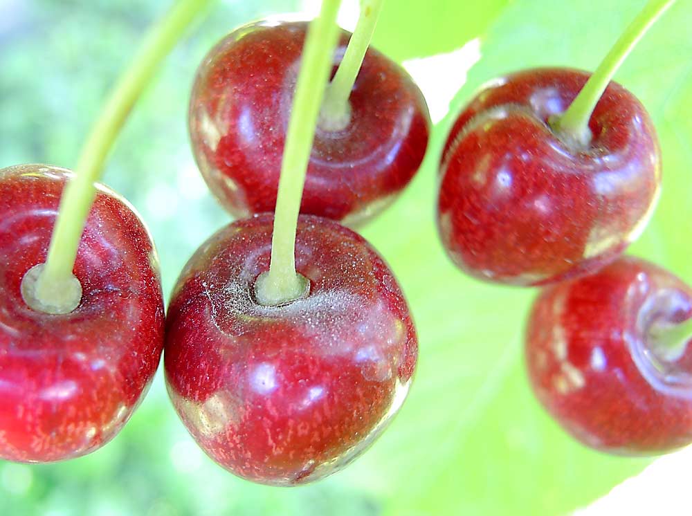 El oídio (la cenicilla) sólo puede infectar a las cerezas durante las semanas previas a la cosecha, pero un control del patógeno al principio de la temporada las protege con mantener bajo el inóculo, según el fitopatólogo Gary Grove, de la Universidad Estatal de Washington. (Cortesía Claudia Probst/Washington State University)