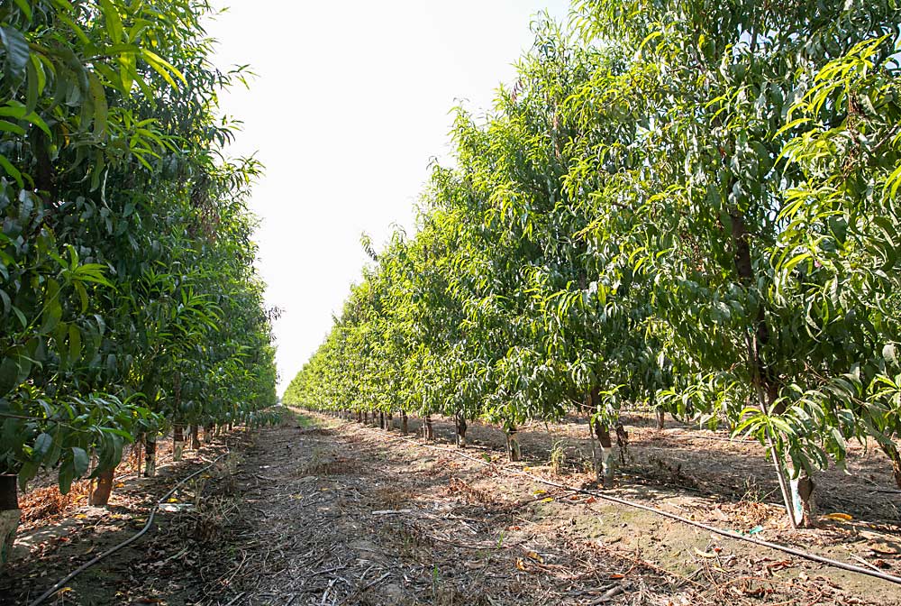 A finales de septiembre en HMC Farms, una empresa agrícola de fruta de hueso en Kingsburg California, donde los árboles de duraznos están espaciados a unos 5 por 13 pies de distancia, con sus canopias en forma plana de alta densidad. (TJ Mullinax/Good Fruit Grower)