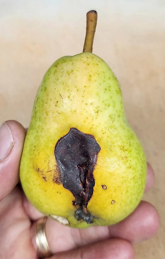 Los entomólogos de California están investigando lo que podría ser el Barrenador de cabeza plana del Pacífico, causante de daños en las peras de alguna manera con aspecto similar a los daños producidos por la palomilla de la manzana y el sol. (Cortesía de Clebson Gonçalves/Extensión Cooperativa de la Universidad de California)