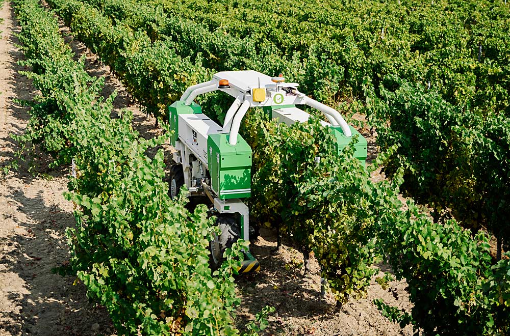 La desyerbadora robot sobre hileras de viñedos llamada Ted, desarrollada por la empresa francesa Naio Technologies, está equipada con un sistema de GPS cinemático en tiempo real para guiar su trayectoria. El robot autónomo de 6.5 pies de altura está diseñado específicamente para avanzar sobre las hileras en el viñedo. (Cortesía Naio Technologies)