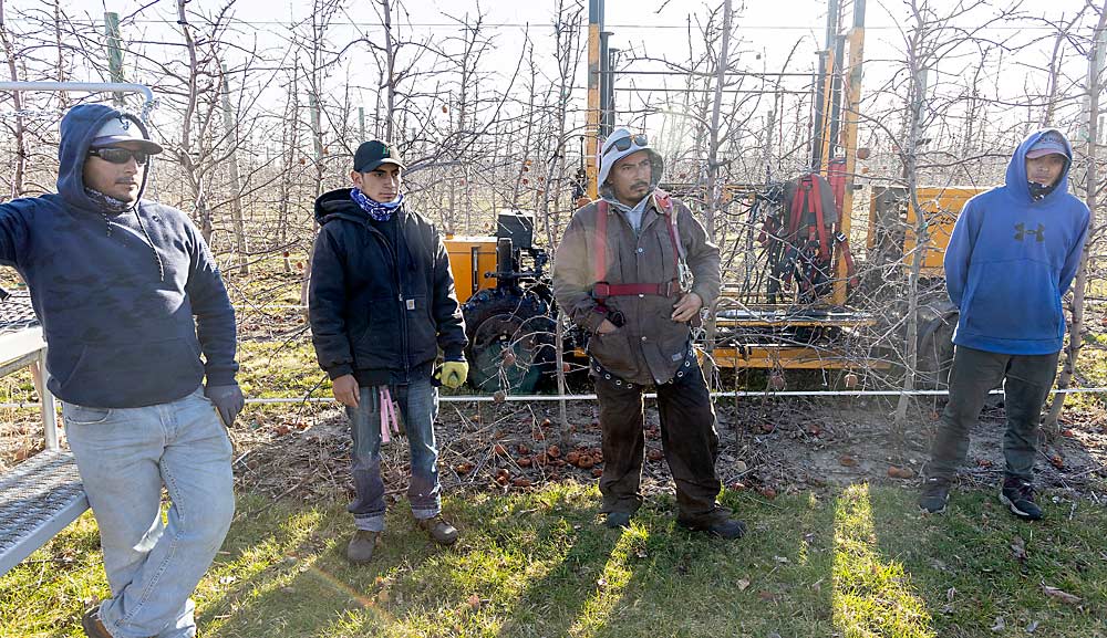 De izquierda a derecha, los trabajadores del programa H-2A Salvador Salazar Peinado, Ángel Ríos Aguilar, Marco Antonio Salazar Peinado y Guillermo Ríos Rosas trabajan en Joe Rasch Orchards en marzo de este año. La huerta contrata a unas 15 personas atreves del programa de trabajadores invitados H-2A para la poda del invierno y la de la primavera. (Matt Milkovich/Good Fruit Grower)