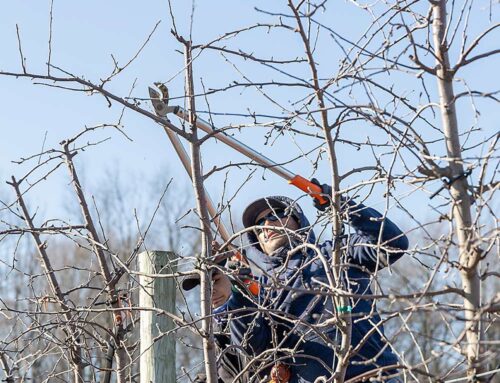 Los productores de manzanas se enfrentan a una crisis por el aumento de los salarios de los trabajadores invitados