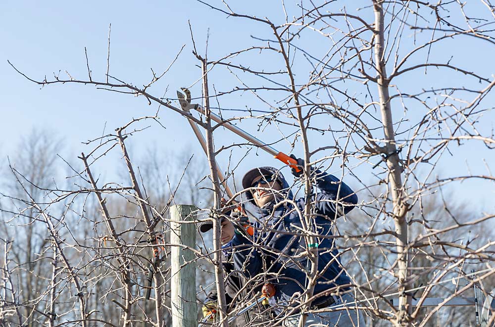 En marzo de este año, el trabajador con visa H-2A Salvador Salazar Peinado poda manzanos en las huertas de Joe Rasch Orchards en Sparta, Michigan. Lleva años desplazándose desde México para trabajar en Michigan, y le gustaría seguir haciéndolo. (Matt Milkovich/Good Fruit Grower)