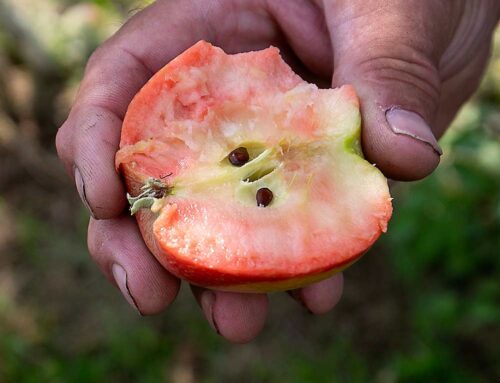 Los productores de manzanas cuidan y alimentan las manzanas nicho