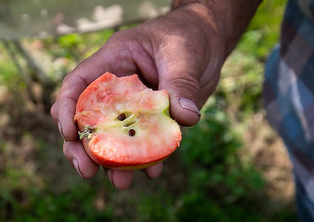 A finales del agosto del año pasado, Rod Wedel muestra el interior de una manzana de la variedad Lucy Rose en su huerta de Loomis, Washington, a pocas semanas de alcanzar la plena madurez. Él y otros productores admiten que plantar variedades nicho es una apuesta arriesgada. (TJ Mullinax/Good Fruit Grower)