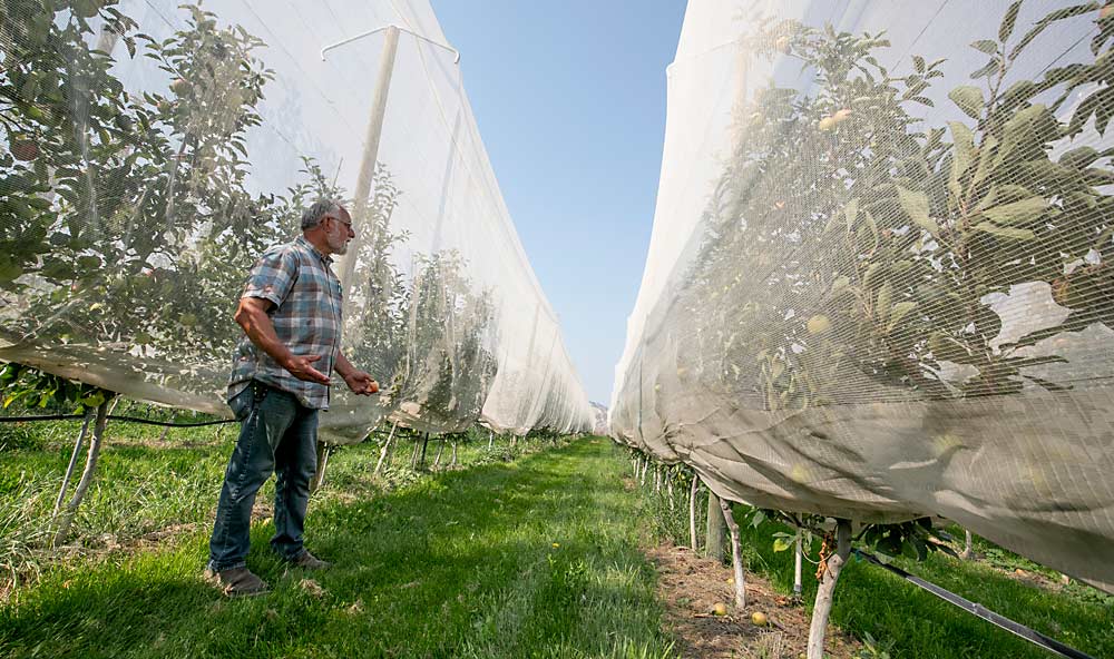 Wedel utiliza mallas de una sola hilera para proteger de los pájaros la manzana llamada Lucy Rose, un cruce entre las variedades Honeycrisp y Airlie Red Flesh. (TJ Mullinax/Good Fruit Grower)