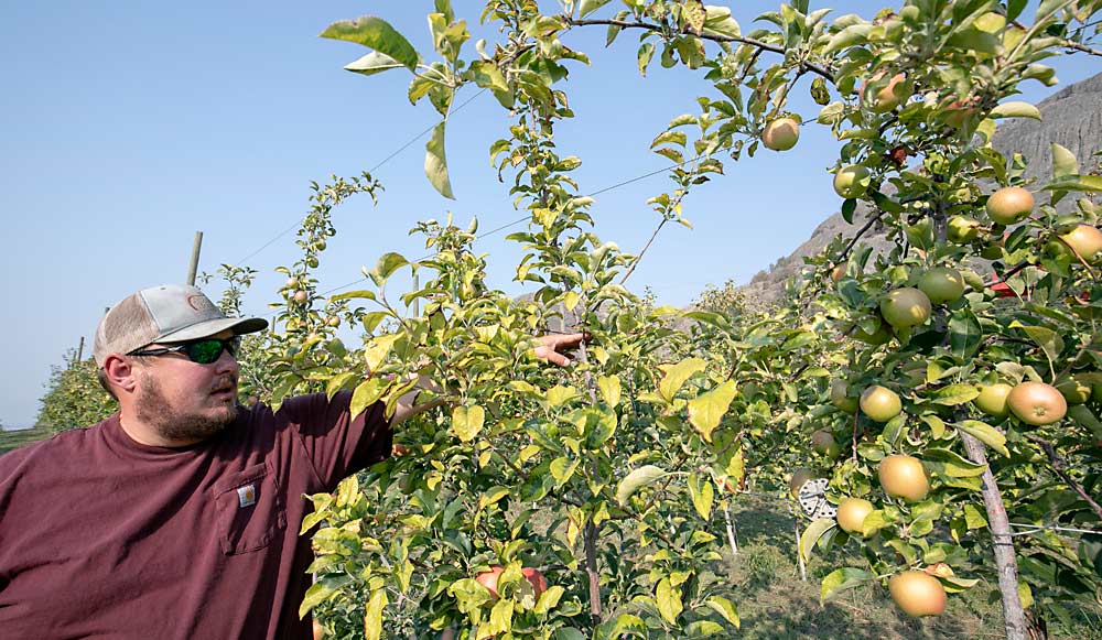 Los manzanos Lucy Rose no crecen mucho, dijo Pat Colbert, de Tonasket, Washington. Colbert plantó los suyos en portainjertos Nic.29 porque resultaron disponibles, pero ahora dice que hubiera preferido usar una raíz más vigorosa. (TJ Mullinax/Good Fruit Grower)