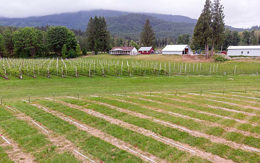 En Sauk Farm, se están preparando para instalar postes de cemento italiano importados en un nuevo bloque de manzanas de 7 acres donde cultivan manzanas de las variedades CrimsonCrisp y MAIA-1 (comercializado con el nombre EverCrisp). Son dos variedades que, según Berger, prosperan en el clima húmedo del oeste de Washington. (TJ Mullinax/Good Fruit Grower)