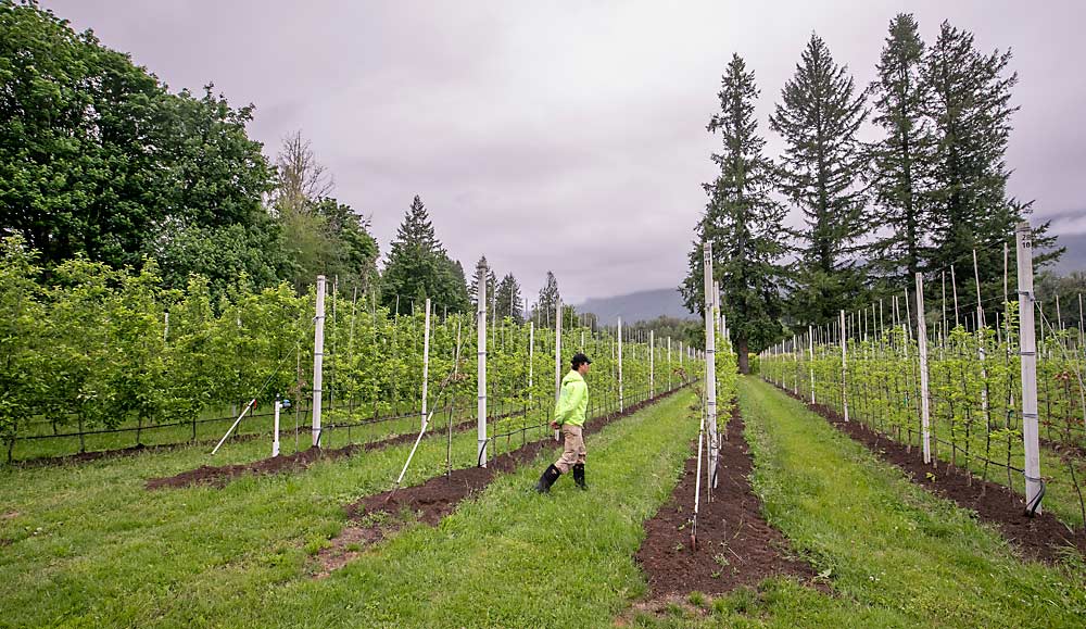 En el lluvioso condado de Skagit, los postes de madera pueden pudrirse, por lo que Berger optó por postes de cemento, los cuales son más comunes en las huertas de Europa. Hay una curva de aprendizaje para su uso, y se necesita equipo pesado para poner los postes en su lugar, pero el sistema de espaldera se instala rápidamente, dijo. (TJ Mullinax/Good Fruit Grower)