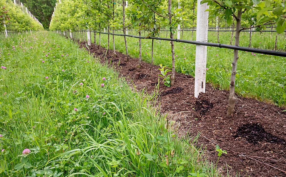 Para evitar que la huerta de manzanos de alta densidad sea un monocultivo, Sauk Farm adopta cultivos de cobertura, que van rotando de una mezcla de trébol que es un fijador de nitrógeno (en la foto), a una mezcla de mostaza que supresa las enfermedades, junto con abono y estiércol, para crear un microbioma del suelo diverso. (TJ Mullinax/Good Fruit Grower)