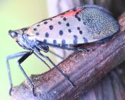 Las campañas de información pública tratan de frenar la propagación de la plaga invasora de la mosca linterna con manchas. (Imagen de archivo cortesía Erica Smyers, Penn State University)