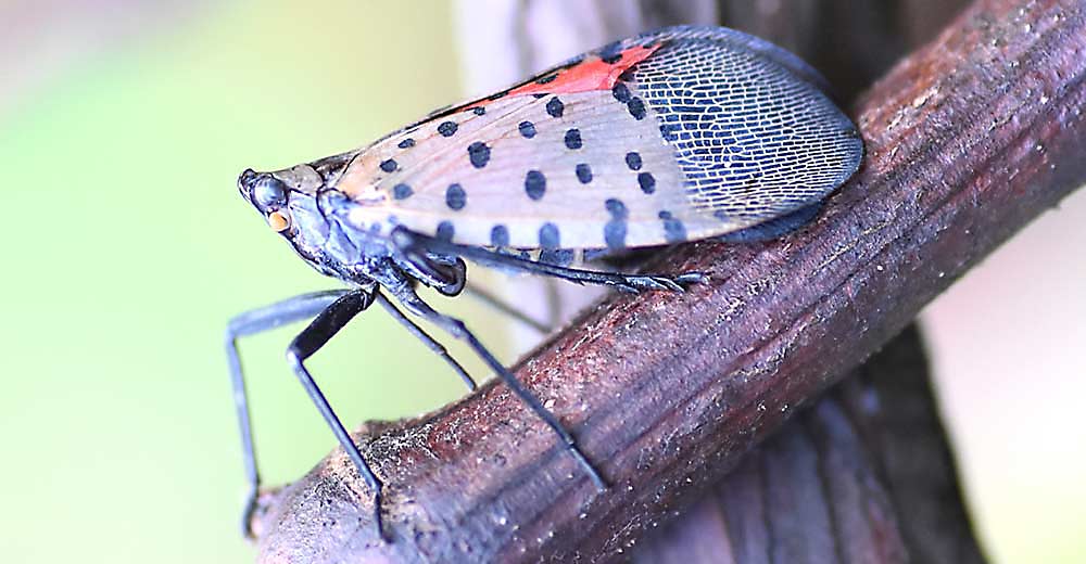 Las campañas de información pública tratan de frenar la propagación de la plaga invasora de la mosca linterna con manchas. (Imagen de archivo cortesía Erica Smyers, Penn State University)