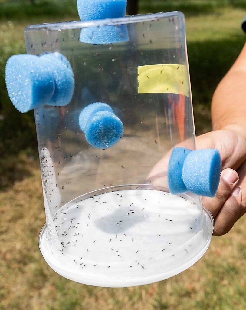 Unas avispas sambas en un contenedor antes de su liberación. Los tapones de espuma azul se utilizaron para proporcionar miel a las avispas. (Matt Milkovich/Good Fruit Grower)