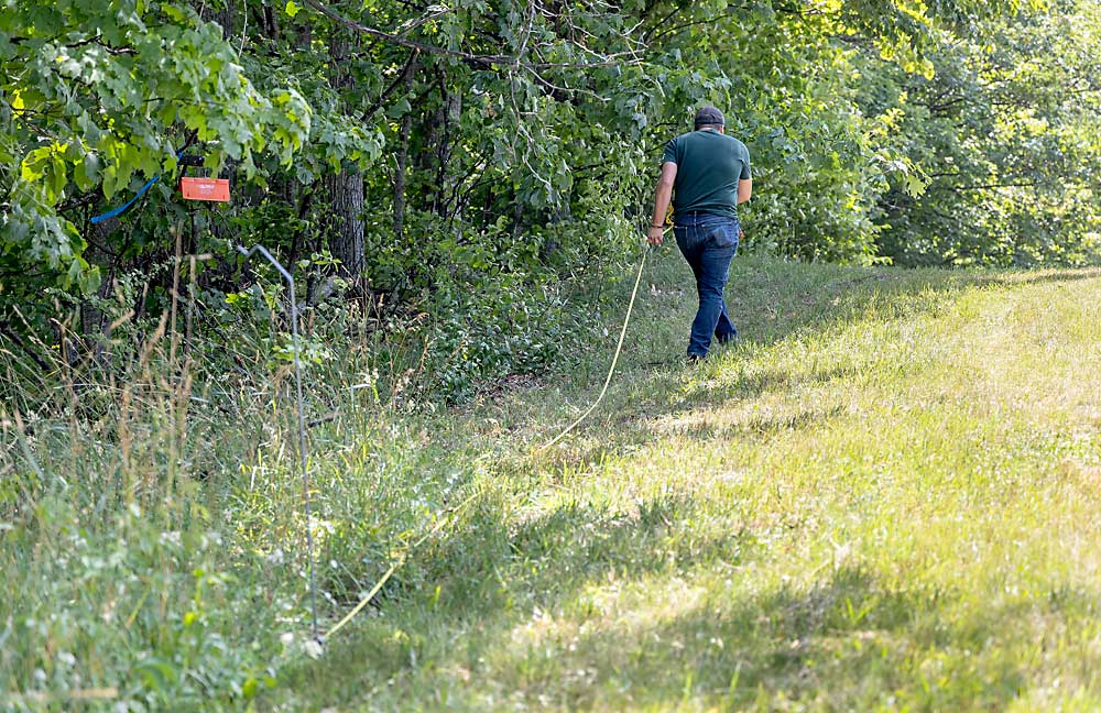 Andrew Jones mide la distancia entre las trampas colocadas en el borde de un bosque junto a la huerta de cerezos. Los investigadores creen que el hábitat original puede ayudar a la avispa samba a establecerse en los bloques comerciales y sus alrededores. (Matt Milkovich/Good Fruit Grower)