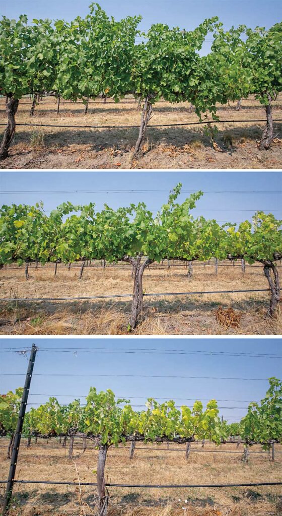 El bloque de uvas de vinificación donde se presentó la jornada de campo muestra la progresión de los daños de la filoxera en una sola hilera, como se ve en estas tres fotos. No busque bajo las cepas más dañadas, en la parte inferior, porque a la filoxera le gusta alimentarse de raíces sanas y ya se habria desplazado a las cepas más robustas de la hilera. La distancia entre las cepas gravemente dañadas y las saludables bajo las que se encontró la filoxera es de unos 36 pies. (Photos by TJ Mullinax/Good Fruit Grower)