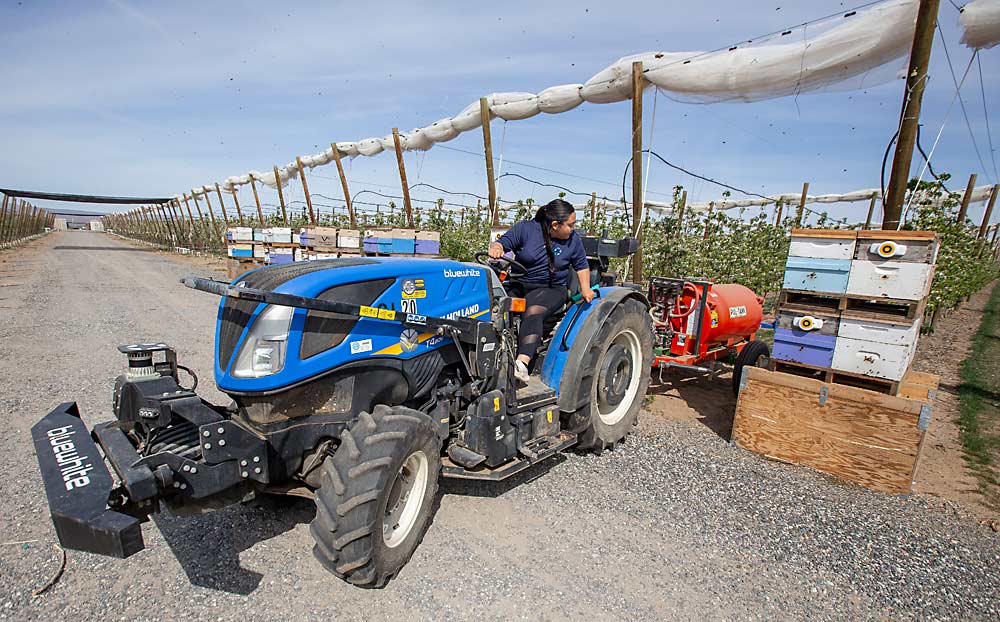 Alejandra Valdez, representante ejecutiva agrícola de la compañía Bluewhite, conduce un tractor autónomo a través de un espacio estrecho cerca de unas colonias de abejas y otros peligros en la huerta inteligente; la empresa NWFM es la administradora y forma parte de la operación comercial. (TJ Mullinax/Good Fruit Grower)