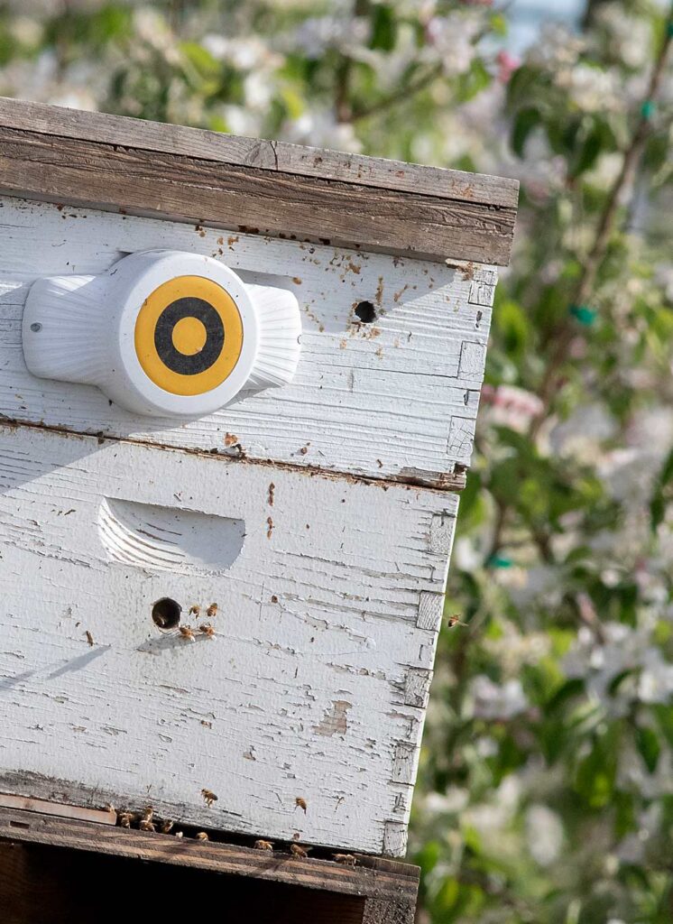 Un sensor BeeHero mide las condiciones dentro de una colonia de abejas en la huerta inteligente. (TJ Mullinax/Good Fruit Grower)