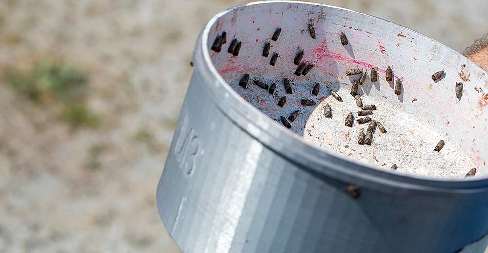 En el año 2018, un dron con el contenedor lleno de unas palomillas estériles de la manzana listas para su liberación, antes de su entrega cerca de Oroville, Washington. En los años transcurridos desde que comenzaron las liberaciones de estos insectos de prueba, la industria de Washington ha aprendido mucho sobre el uso de la técnica de bichos estériles para controlar las palomillas de la manzana, pero aún quedan más dudas. (TJ Mullinax/Good Fruit Grower)