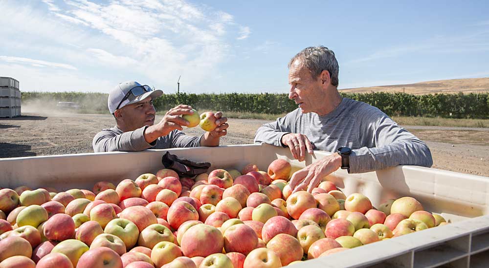 Los que saben escuchar son buenos líderes, como ejemplifica Tom Gausman, productor de fruta del año 2024 de AgriMACS, a la derecha, mientras Sergio López, subgerente de la huerta, habla sobre el desarrollo del color en las manzanas de la variedad Honeycrisp a mediados de septiembre en una huerta de Quincy, Washington. (Ross Courtney/Good Fruit Grower)