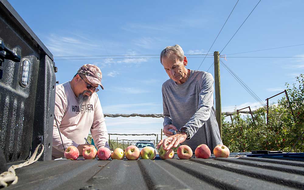 En el mes de septiembre, Gausman y el gerente de la huerta Jorge Acevedo prueban la presión de la maduración de unas manzanas Honeycrisp en el proceso de la maduración en Monument Hills Orchard en Quincy, Washington. (Ross Courtney/Good Fruit Grower)