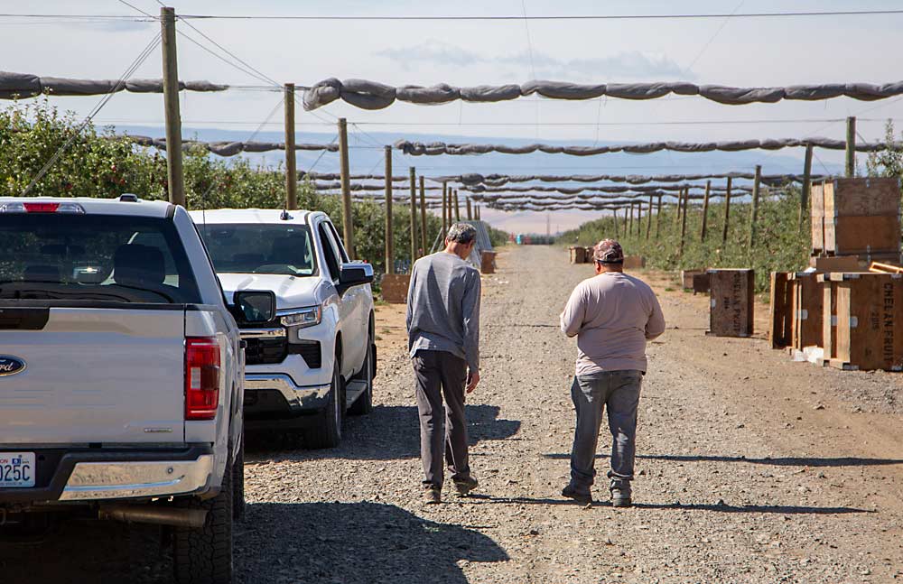 Gausman y el encargado de la huerta Jorge Acevedo discuten el desarrollo de los cultivos mientras pasean por Monument Hills Orchard, cerca de Quincy. (Ross Courtney/Good Fruit Grower)