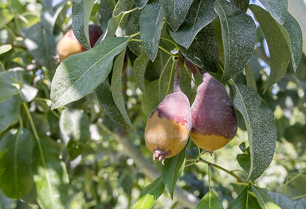 El mismo clima del mes de abril causó estas marcas hechas por las heladas en las peras de la variedad Starkrimson de Carney que no calificarán para el grado de enlatado. (Kate Prengaman/Good Fruit Grower)