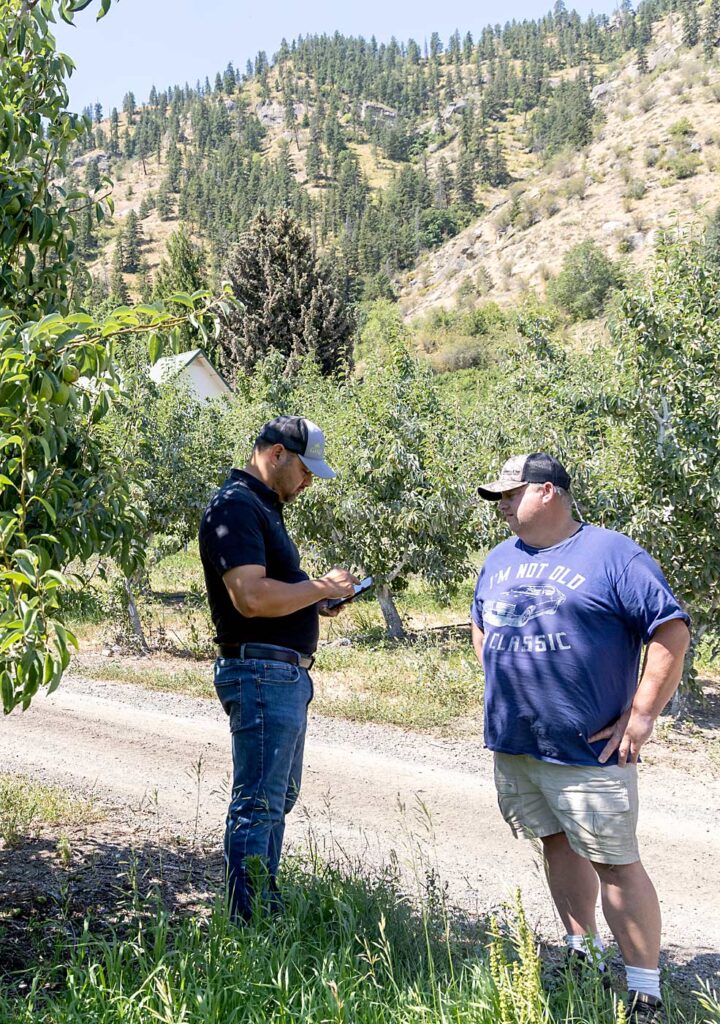 Kyle Mahuika, de Sunnyslope Insurance, a la izquierda, visita las huertas de Carney para hacer un pronóstico. Los productores de peras del valle de Wenatchee pasaron la mayor parte del verano preguntándose cual fruta cortarían y cual no. (Kate Prengaman/Good Fruit Grower)