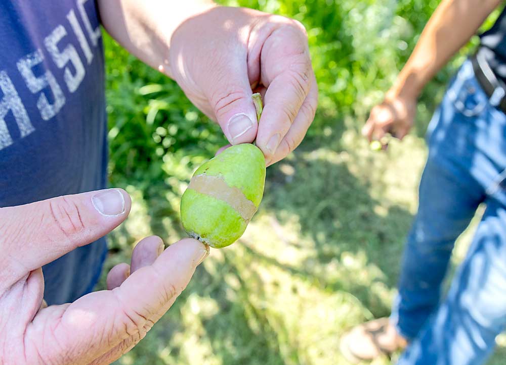 A mediados de julio, Kevin Carey de Cashmere, Washington, sostiene una pera de la variedad Bartlett no comercializable -ni siquiera para las plantas de conservas- debido a una helada en el mes de abril después del cuajado de la fruta causada por temperaturas muy por debajo del punto de congelación. La industria de la pera del noroeste prevé una de las cosechas más pequeñas de los últimos 40 años debido a varios fenómenos meteorológicos adversos. (Kate Prengaman/Good Fruit Grower)