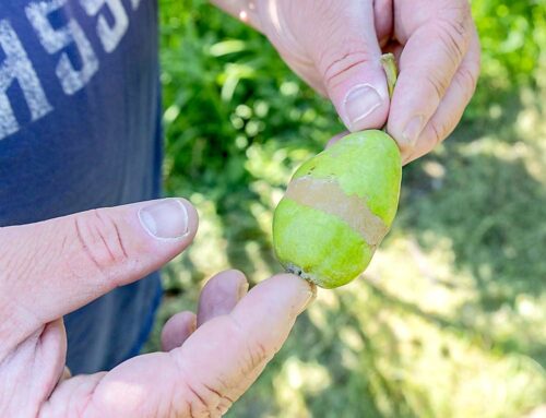 Una cosecha ligera y una pesada carga para los productores de peras del valle de Wenatchee