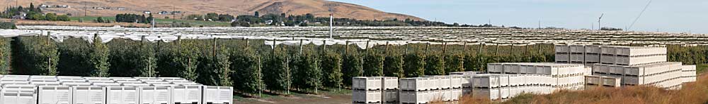 Durante su carrera en AgriMACS, Tom Gausman ayudó a planificar el desarrollo de miles de acres de frutales de Washington, como la extensa huerta White Alpha, cerca de Ephrata. (TJ Mullinax/Good Fruit Grower)