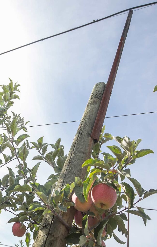 Aunque Gausman trabaja a menudo con presupuestos multimillonarios, no está por encima de poner en práctica soluciones ingeniosas a la antigua usanza. Cerca de Quincy, en este bloque de Monument Hills de PremA129, la variedad de manzana comercializada como Dazzle, él y su equipo cortaron acero sobrante de una espaldera tipo V-trellis y clavaron las longitudes de 4 pies en postes de madera existentes para añadir altura a los nebulizadores. (TJ Mullinax/Good Fruit Grower)