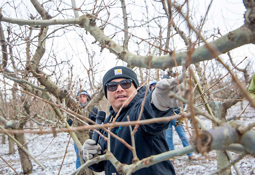 Orlando Huerta, subdirector de la empresa agrícola Washington Fruit and Produce Co., muestra cómo podaría una rama fructífera erguida de 1 año hasta dejar aproximadamente 10 yemas en un bloque de cerezos de 14 años cerca de Zillah. (Ross Courtney/Good Fruit Grower)