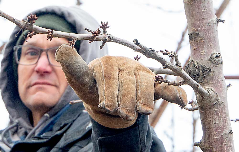 El productor Shawn Gay muestra cómo mediría la poda de una rama fructífera lateral a unas 8 pulgadas en un bloque de cerezos de la variedad Coral Champagne cerca de Benton City. (Ross Courtney/Good Fruit Grower)