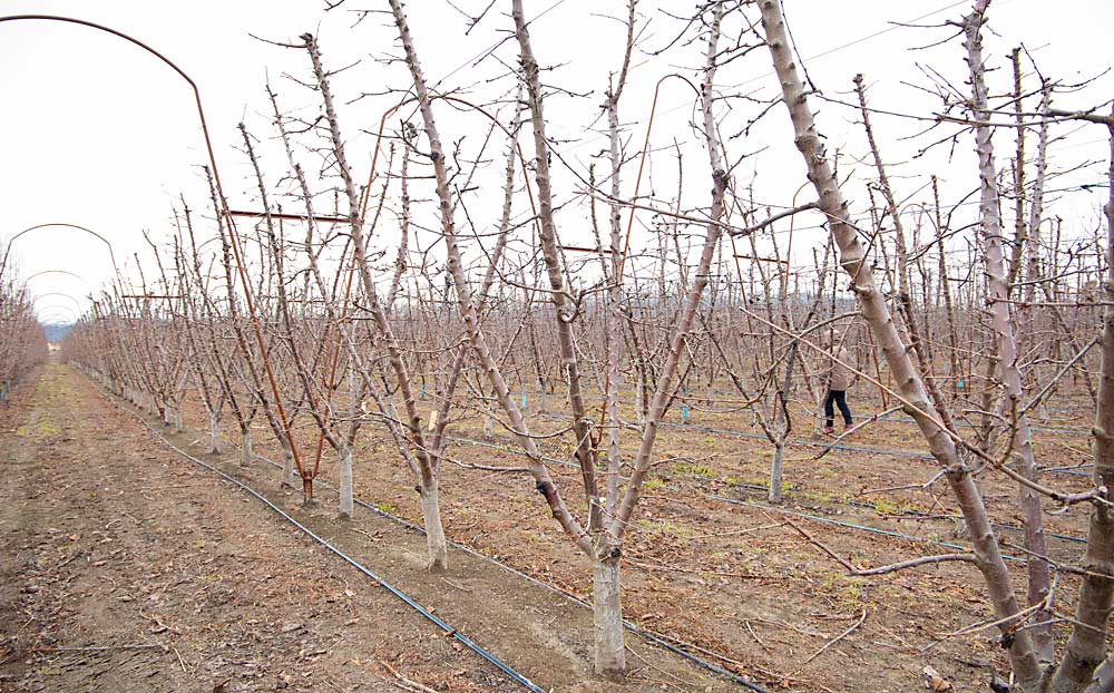 En este bloque de cerezos de la variedad Coral Champagne, Gay opta por un método de entrenamiento en forma de V de cuatro ramas principales de formación informal que se apoya en las ramas de fructificación lateral. (Ross Courtney/Good Fruit Grower)