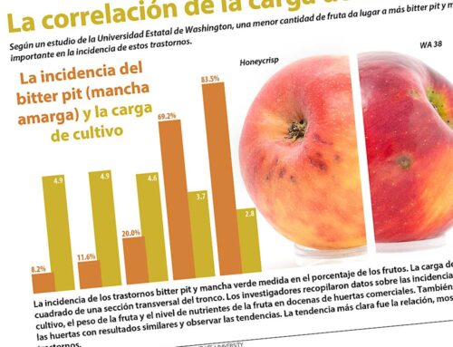 La carga del cultivo es lo más importante a la hora de enfrentar los trastornos comunes del almacenamiento de las manzanas