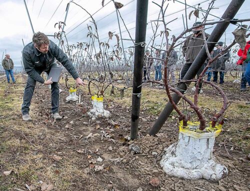 La industria de la manzana ve cambios constantes en Washington Central