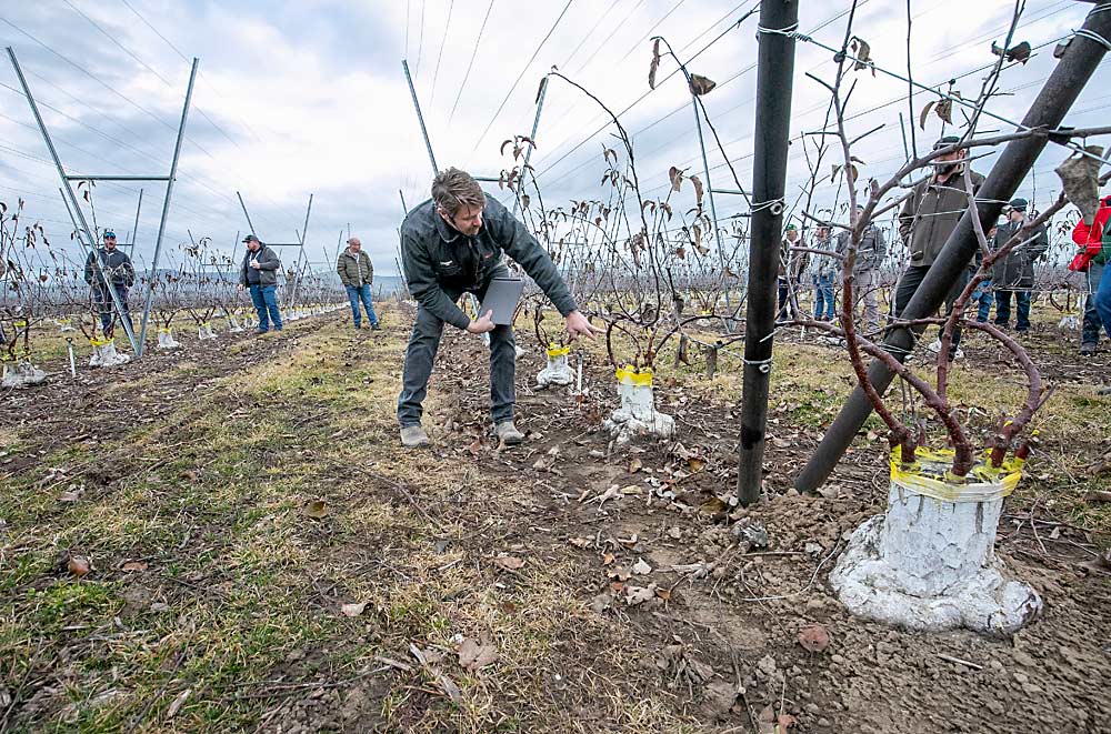 Andrew Sundquist, de la empresa agrícola Sundquist Fruit, habla de un bloque de manzanos injertado de la variedad Gala a la variedad WA 38 formados con múltiples ramas al principio del año 2023 en su huerta familiar cerca de Moxee, Washington, durante la gira invernal de la Asociación Internacional de Árboles Frutales (International Fruit Tree Association) por el Valle de Yakima en febrero de este año. Los cambios en las huertas y en la administración de la carga de cultivo fueron los temas principales de la gira. (TJ Mullinax/Good Fruit Grower)