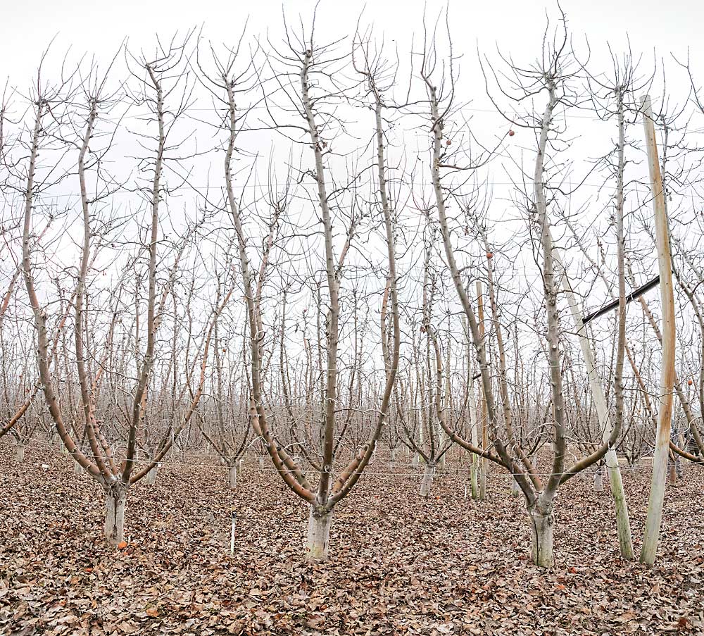 Un bloque de Sundquist Fruit de manzanos de la variedad Fuji con varias ramas principales injertadas en el 2011 con la variedad Braeburn. En retrospectiva, Sundquist podría haber utilizado aún más de seis ramas líderes, dijo. (TJ Mullinax/Good Fruit Grower)