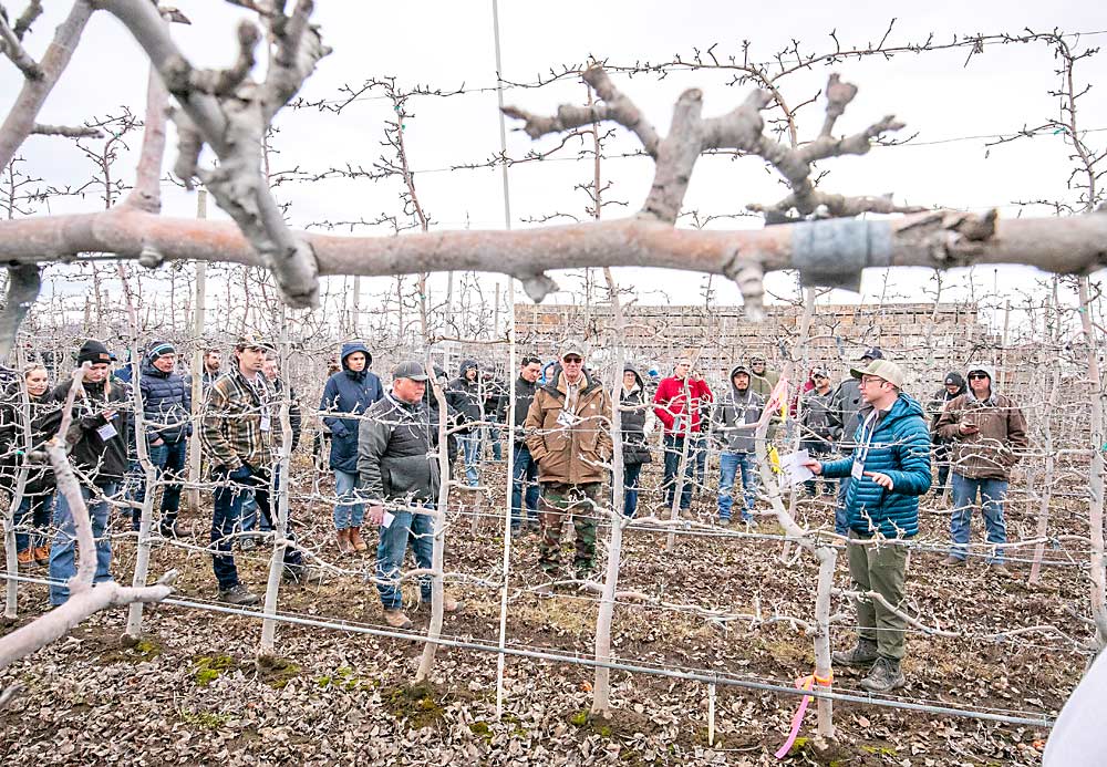 Paul Cathcart explica cómo los supervisores de Chiawana Orchards cuentan las yemas en los árboles de muestra en este bloque de manzanos Honeycrisp sobre el portainjerto B.9. Se registran por separado las partes superiores e inferiores, ya que a veces las yemas se desarrollan de forma tan diferente que justifican instrucciones de poda y raleo separadas. (TJ Mullinax/Good Fruit Grower)