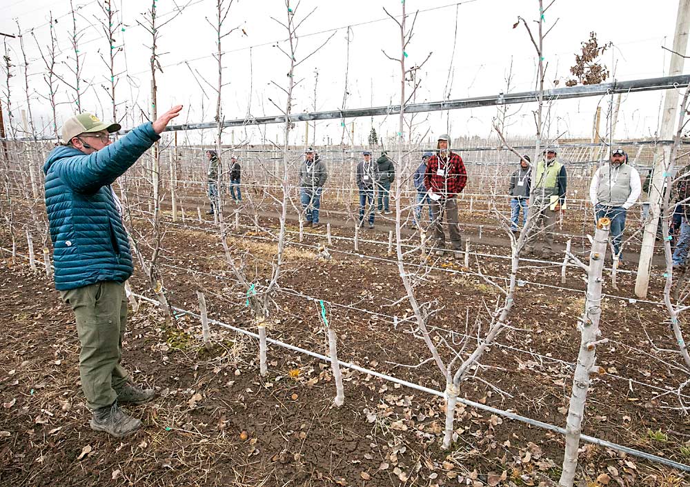 Hace tres años, en Chiawana Orchards, injertaron este bloque de la variedad Koru en la de Honeycrisp, dejando cada dos árboles Koru intactos mientras crecían los injertados. Este invierno empezaron a talar esos manzanos Koru - de ahí los troncos - pero el bloque nunca dejó de producir del todo. (TJ Mullinax/Good Fruit Grower)