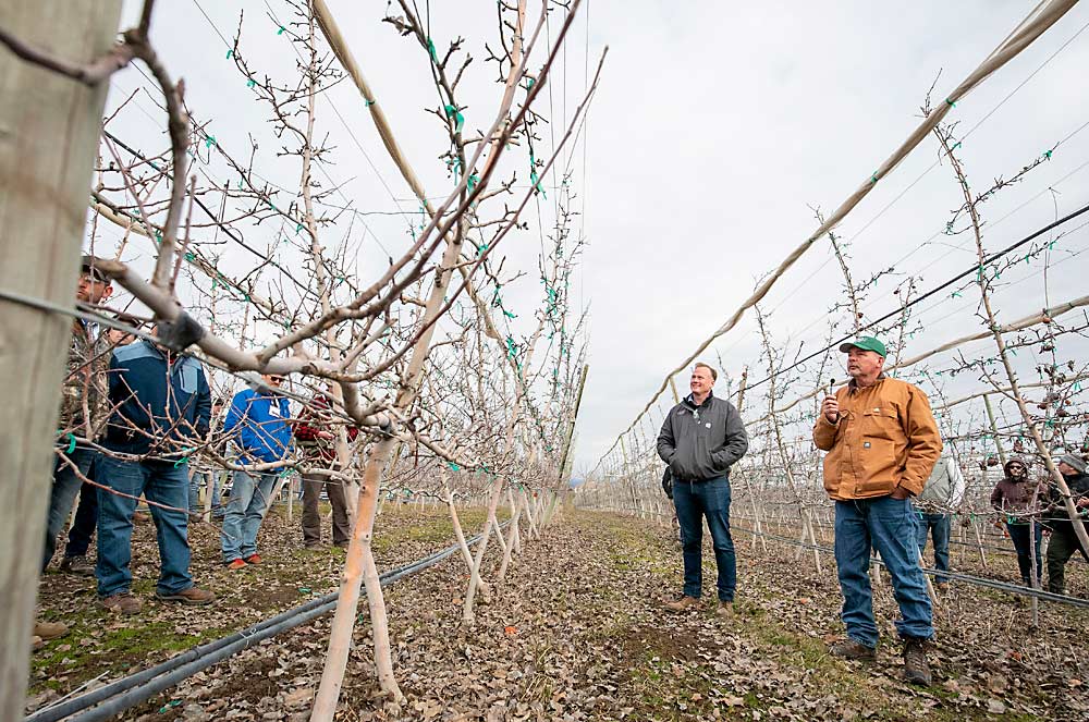 Sean Gilbert, de Gilbert Orchards, a la izquierda, y Chris Peters, encargado de la huerta, discuten que hay que tener paciencia con la plantación de árboles Honeycrisp del año 2016 con raíces G.890 para que llenen el espacio en un suelo rocoso y poco profundo después de que cosechaban la fruta antes de que los árboles estuvieran listos para producir. (TJ Mullinax/Good Fruit Grower)